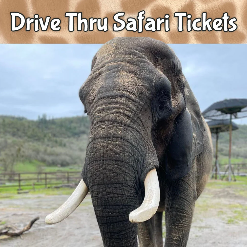 Tickets